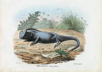 Lucertola, 1863-79